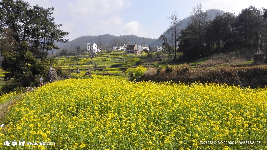 婺源春日油菜花海田园风光