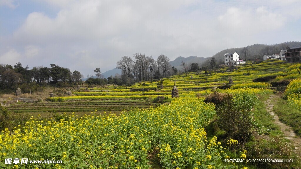 婺源田园油菜花田乡村美景