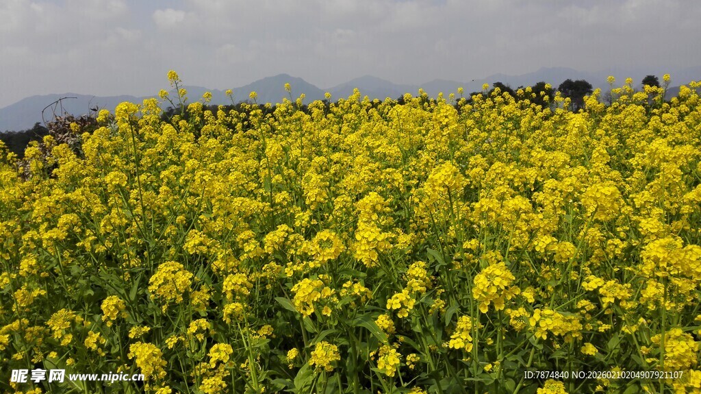 婺源金黄油菜花田美景