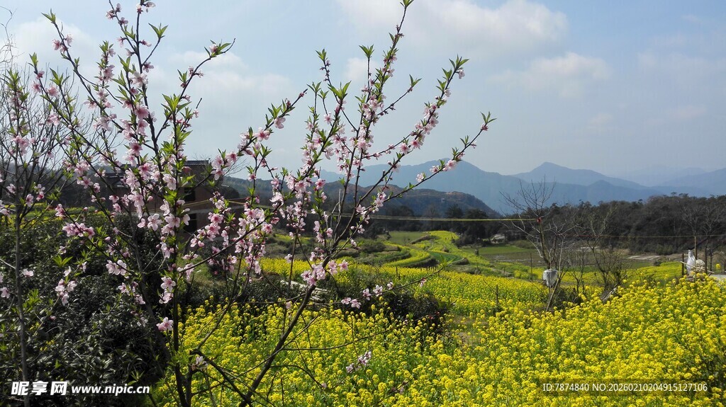 婺源春日田野桃花绽放美景