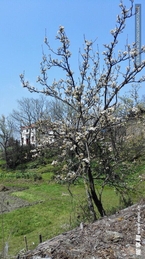 婺源春日繁花盛开的乡村景象