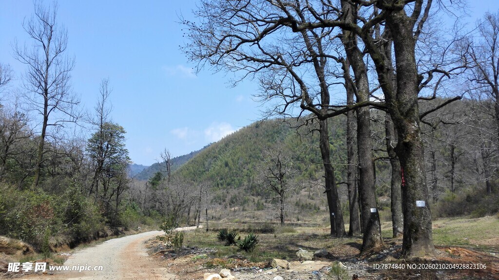 婺源山间土路 树木环绕的景致