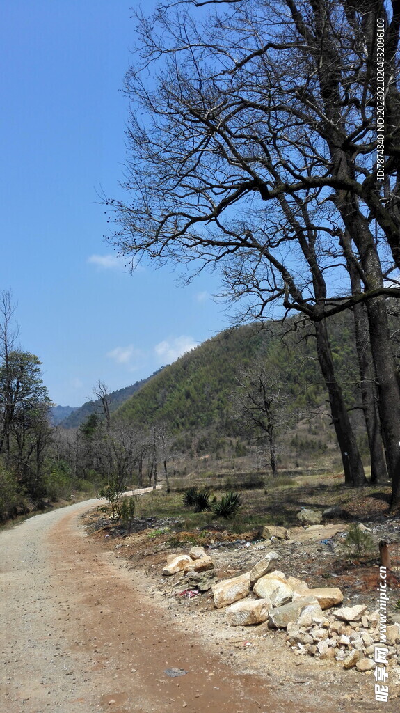 婺源山间土路 枯树相伴