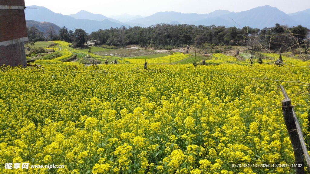 婺源金黄油菜花海田园美景