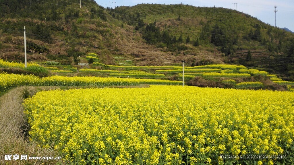 婺源春日金黄油菜花田美景