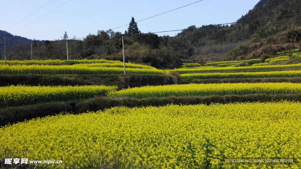 婺源婺源金黄梯田油菜花美景