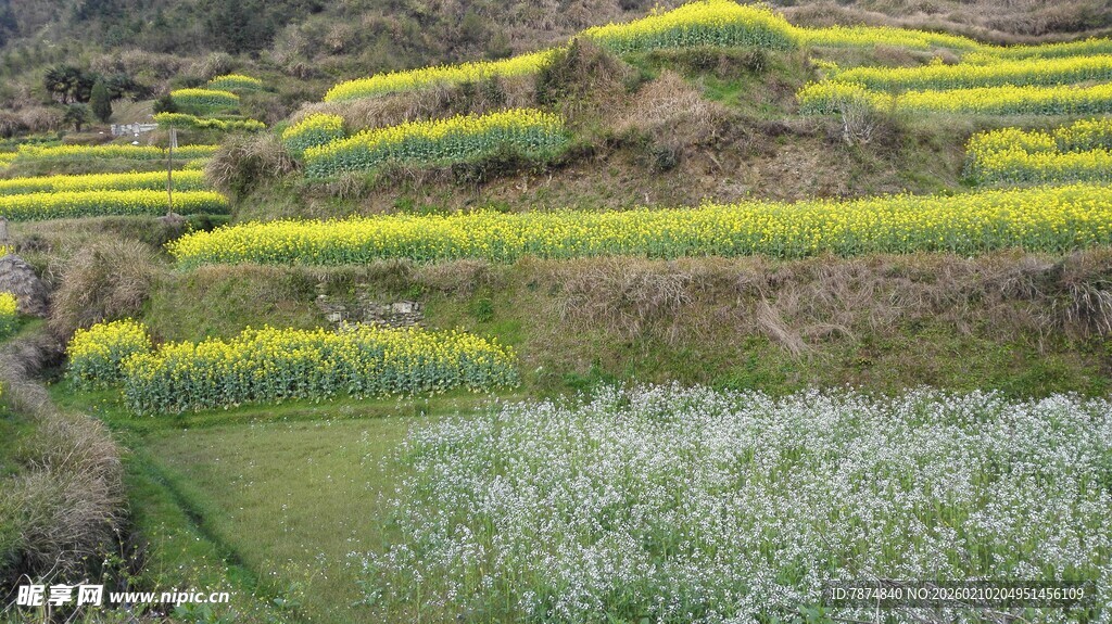 婺源梯田花海美景