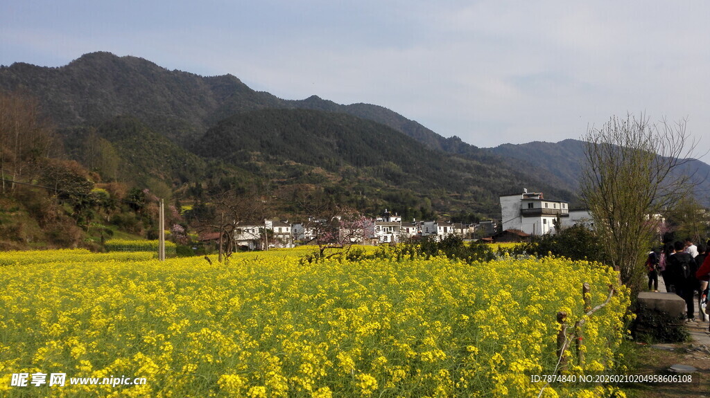 婺源春日油菜花海乡村景致