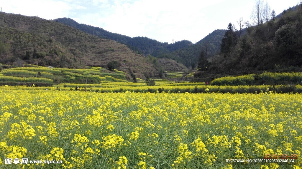 婺源春日油菜花海田园风光