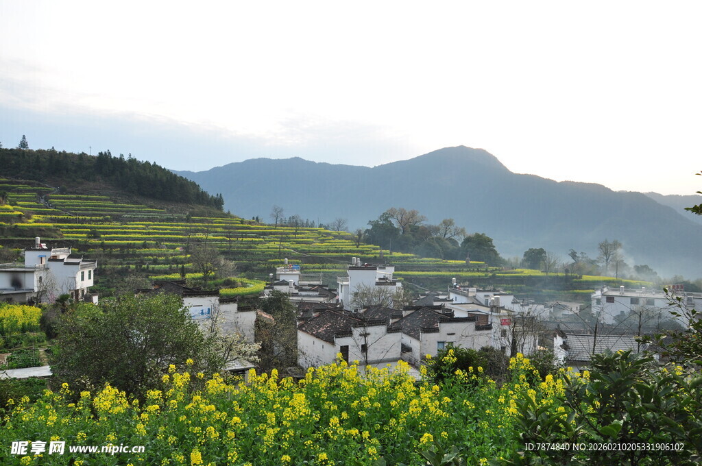 婺源乡村田园风光 油菜花海美景