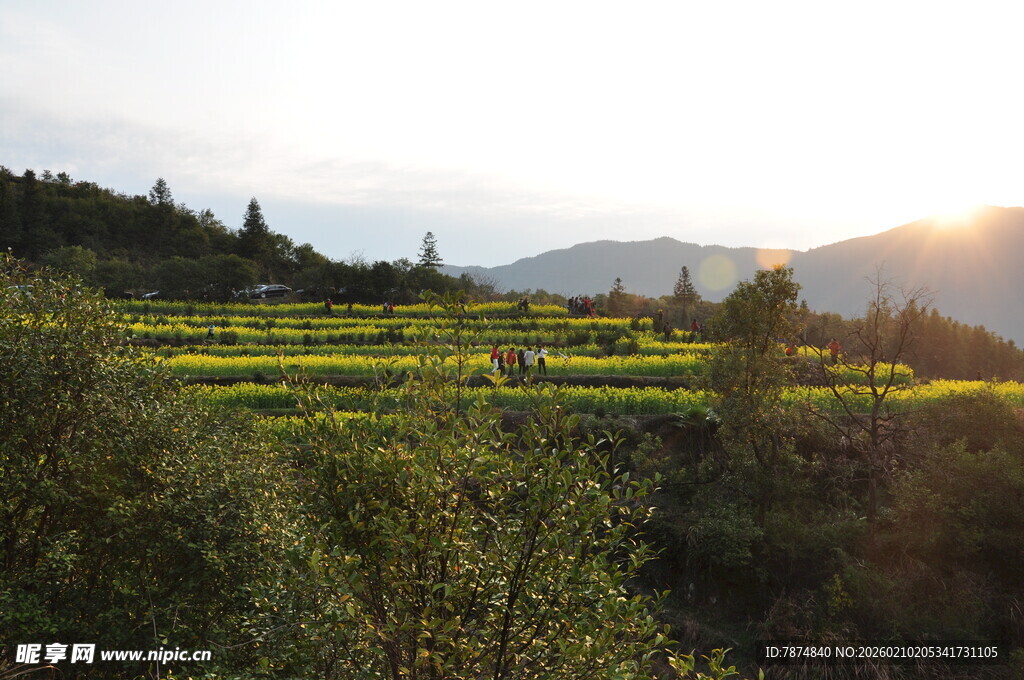 婺源夕阳下的田园自然风光