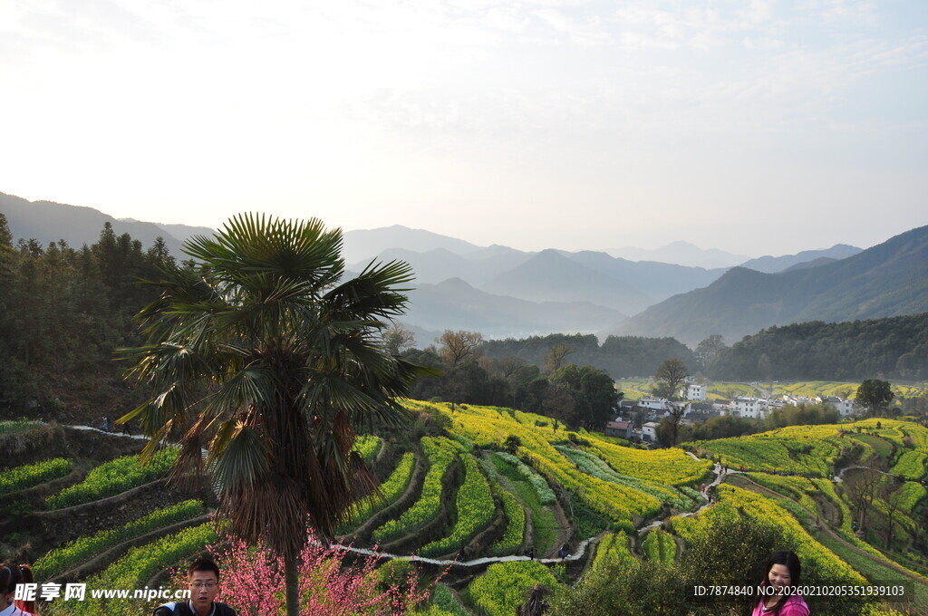 婺源田园梯田美景