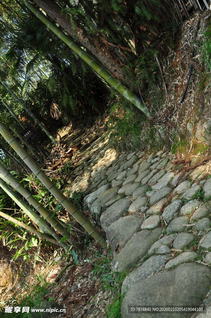 婺源山间石径 翠竹相伴