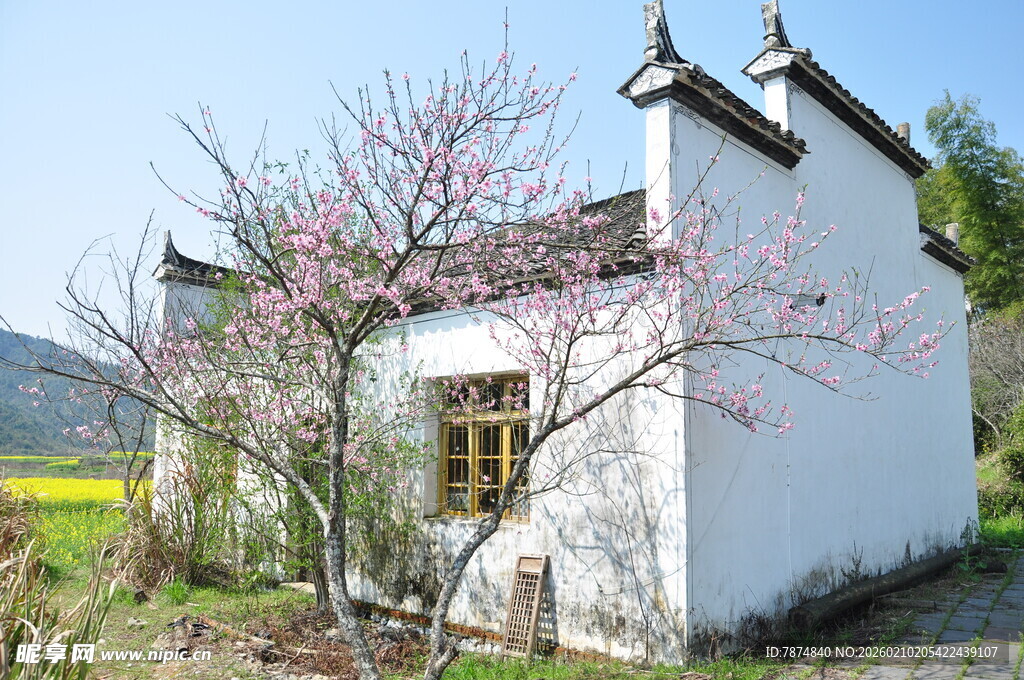 婺源乡村白墙小屋旁的烂漫春花