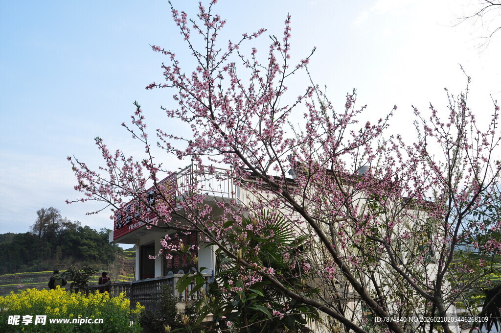 婺源春日绽放的烂漫粉色花枝