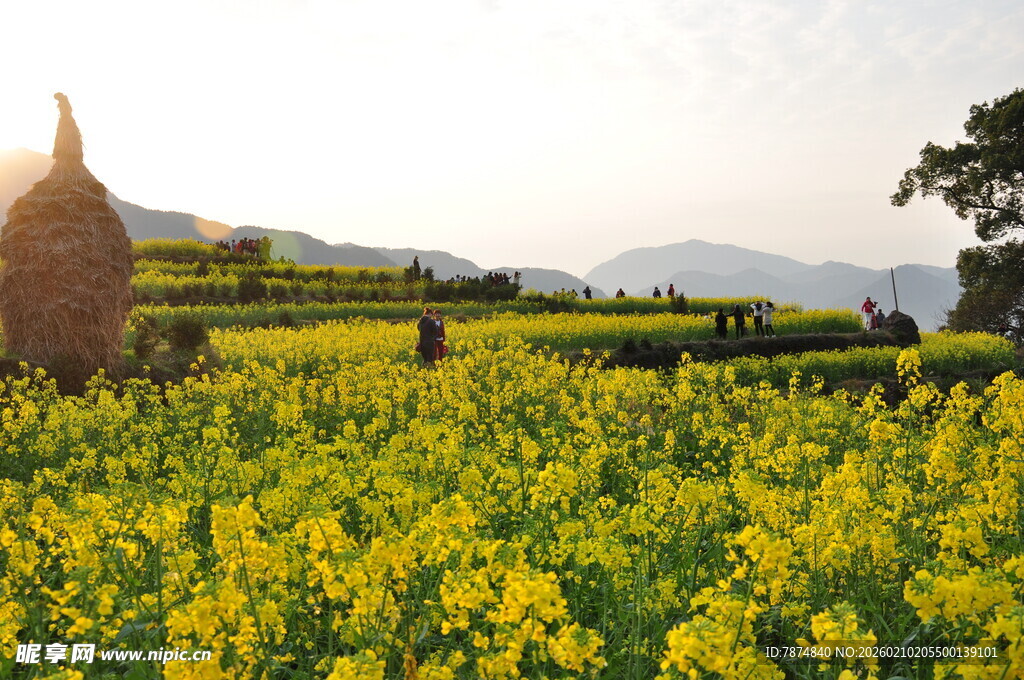 婺源春日油菜花海田园风光