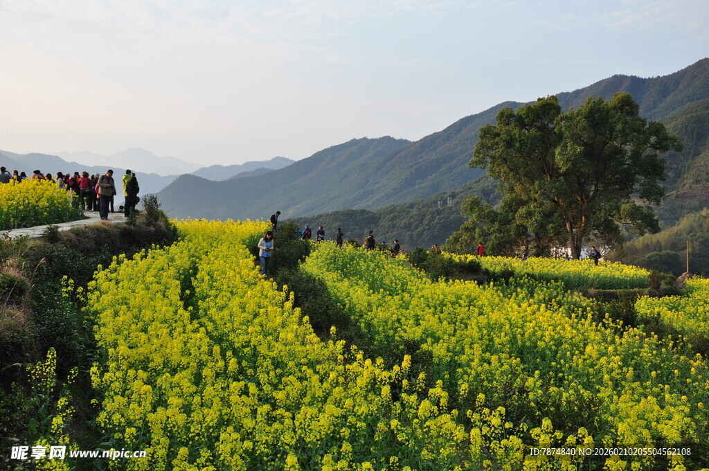婺源金黄油菜田 山间田园美景