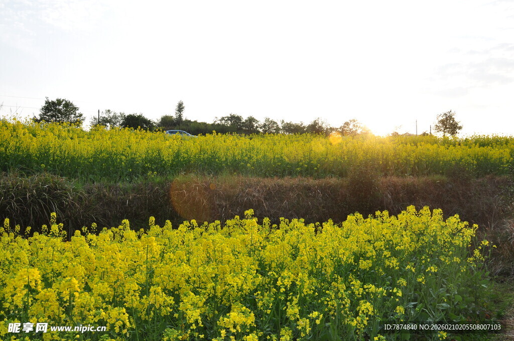 婺源夕阳下的灿烂油菜花田