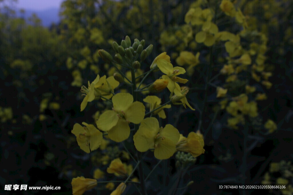 婺源金黄油菜花绽放美景