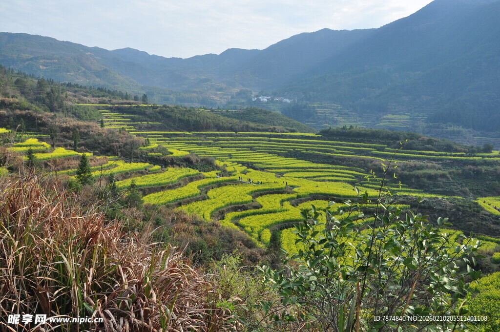 婺源山间梯田油菜花美景
