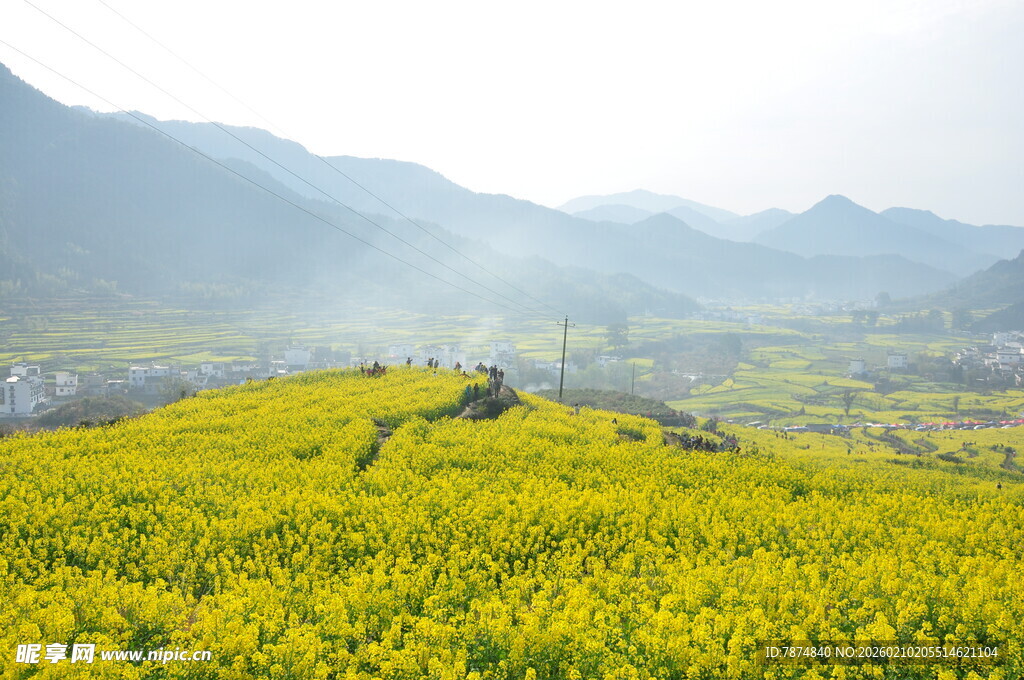 婺源春日油菜花海田园风光