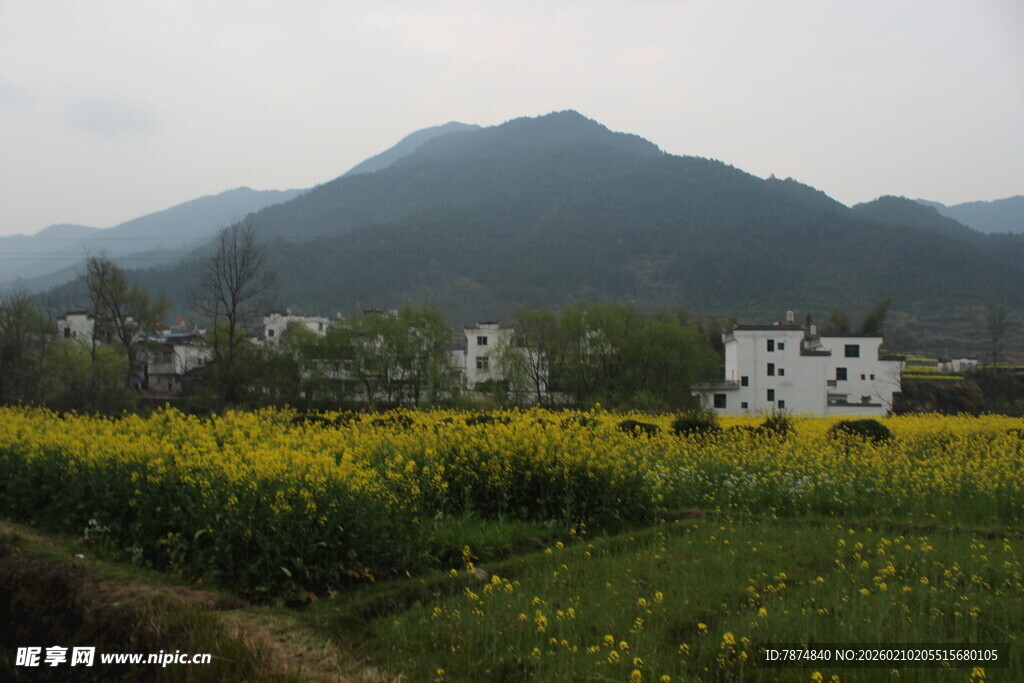 婺源乡村田野的春日美景