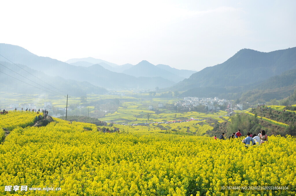婺源春日金黄油菜花田美景