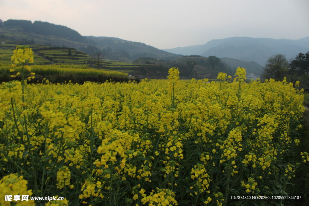 婺源金黄油菜花海田园风光