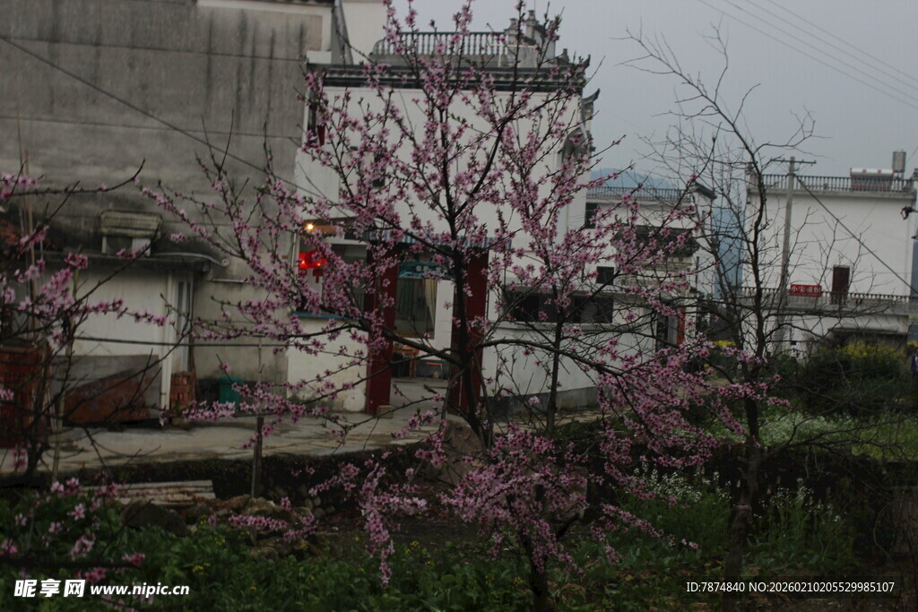 婺源乡村绽放的烂漫粉色花朵