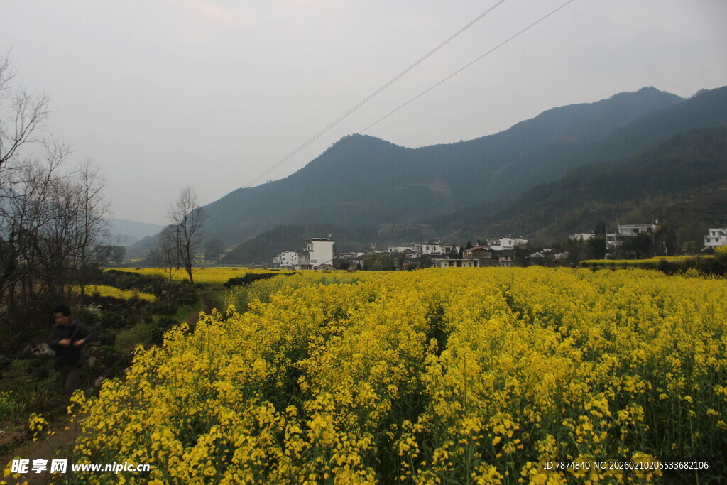 婺源春日油菜花海田园风光