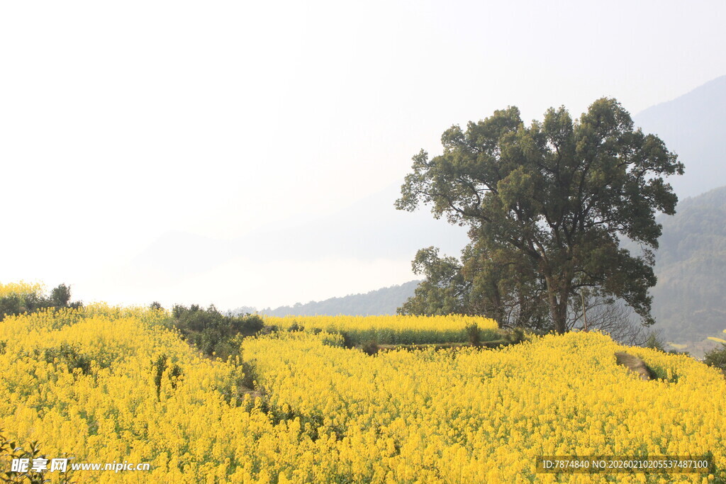 婺源金黄油菜花田中的孤树