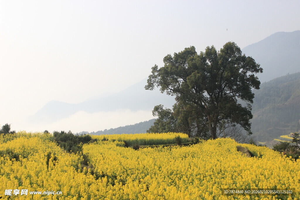 婺源金黄花海中的孤独大树