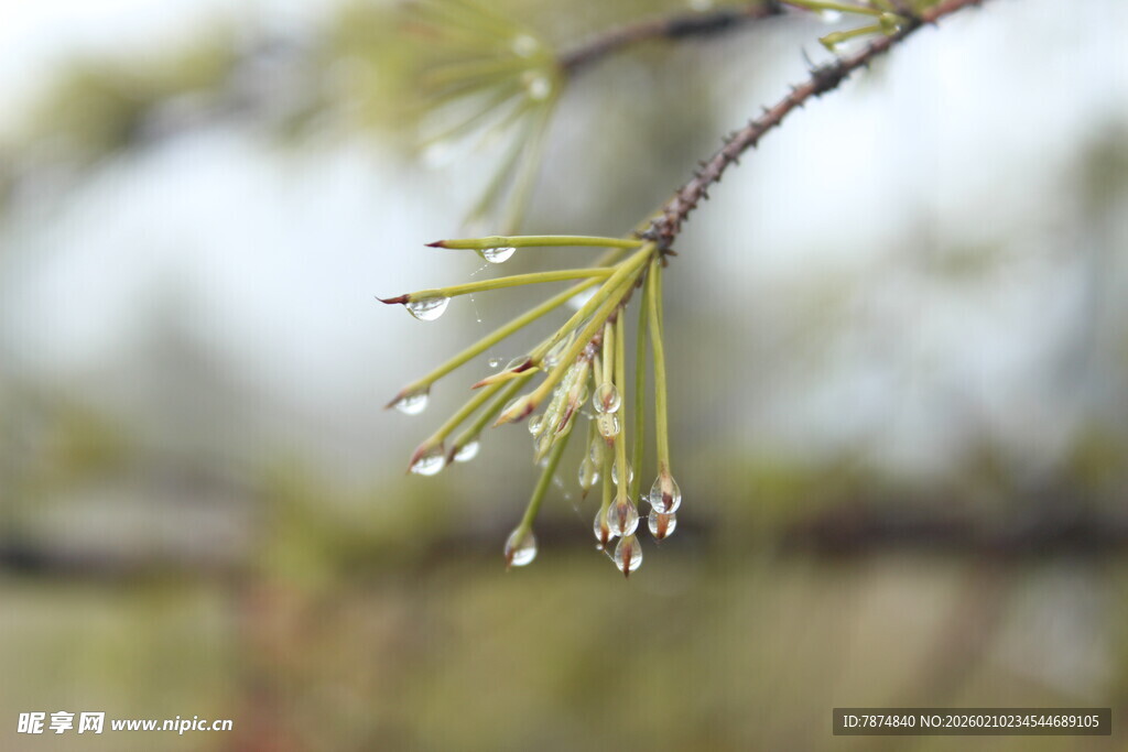 婺源嫩绿榆钱枝头绽
