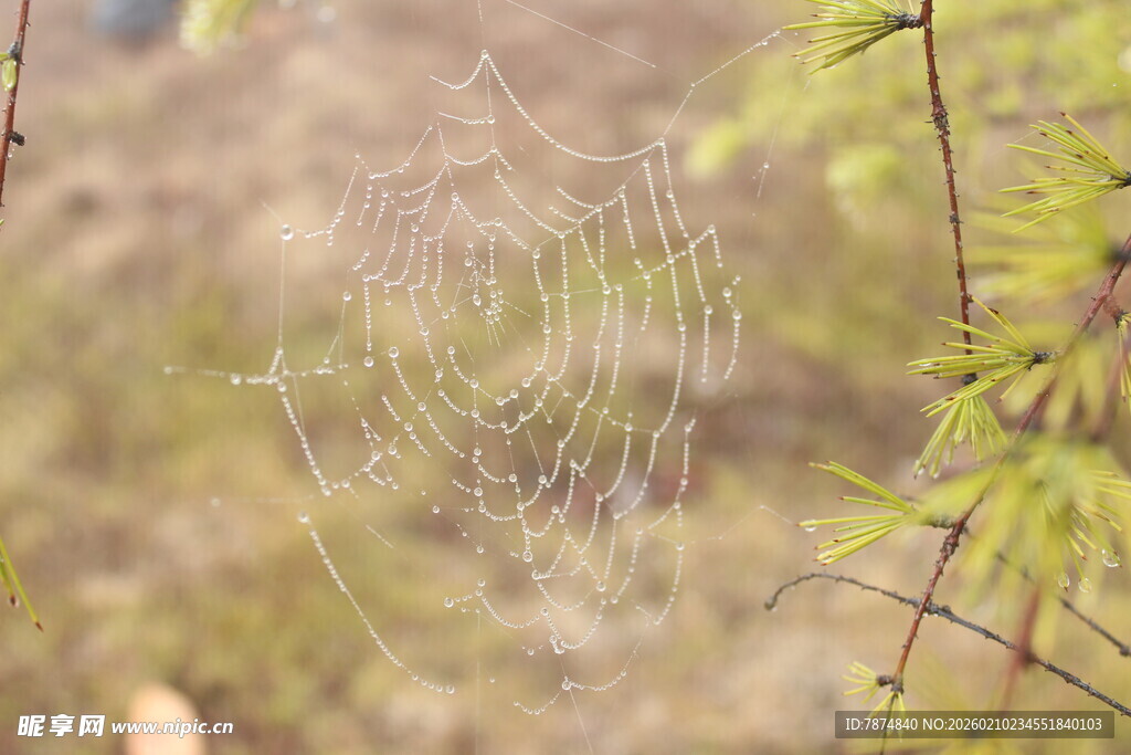 婺源阳光下的精美蛛网