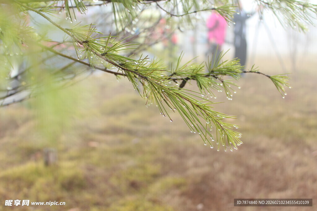 婺源雾中松枝与朦胧人影