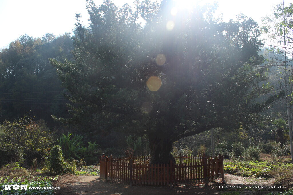 婺源阳光下的繁茂大树