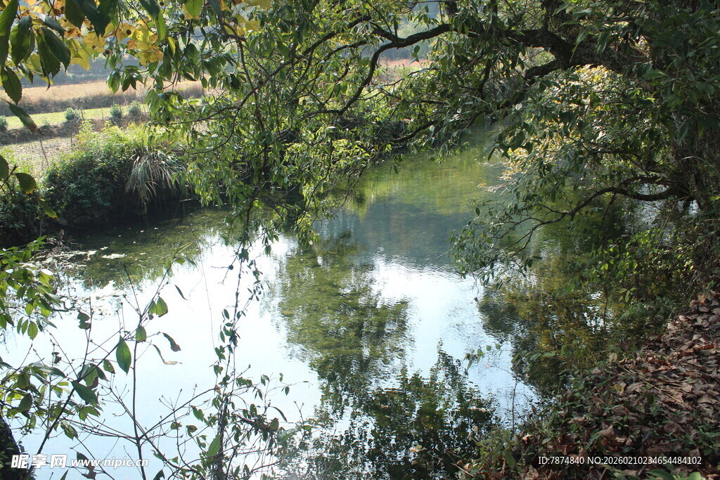 婺源河畔绿荫下的静谧风光