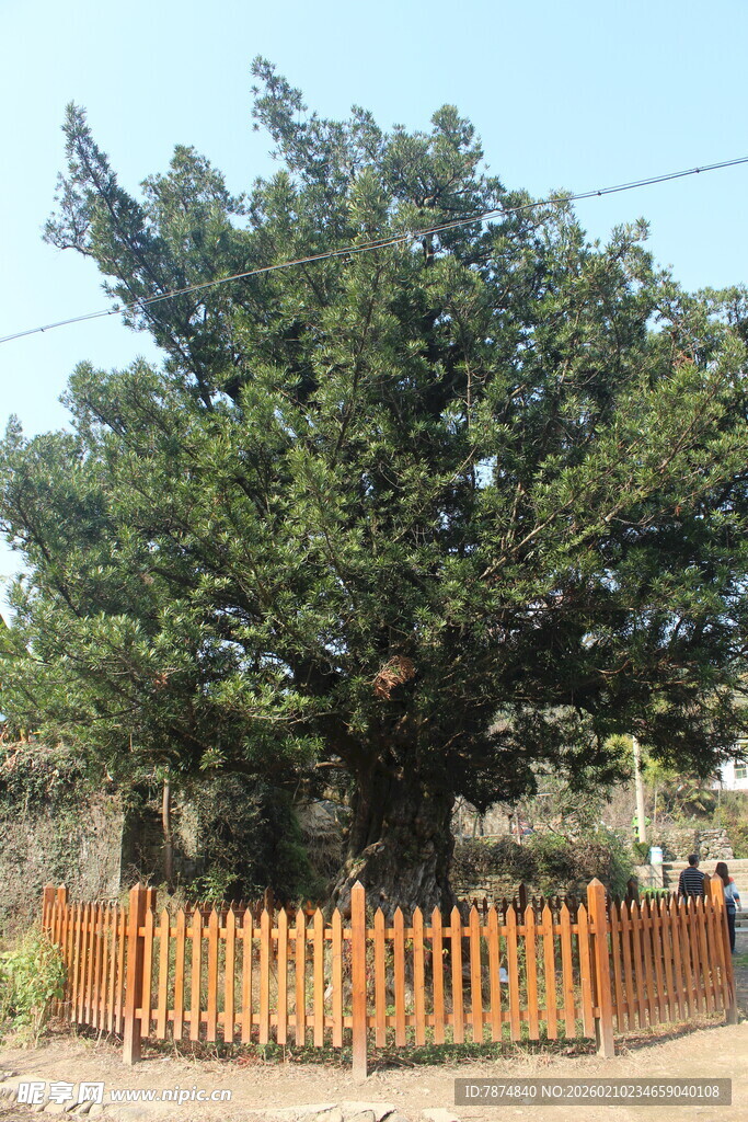 婺源古老大树被围栏环绕