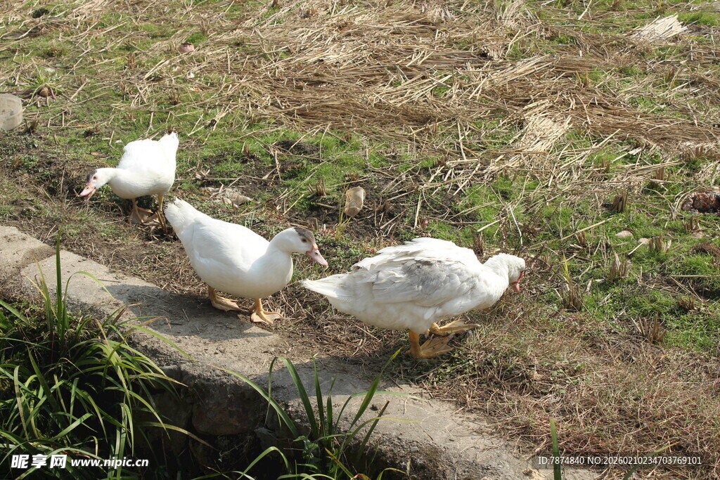 婺源草地上的几只白鸭子