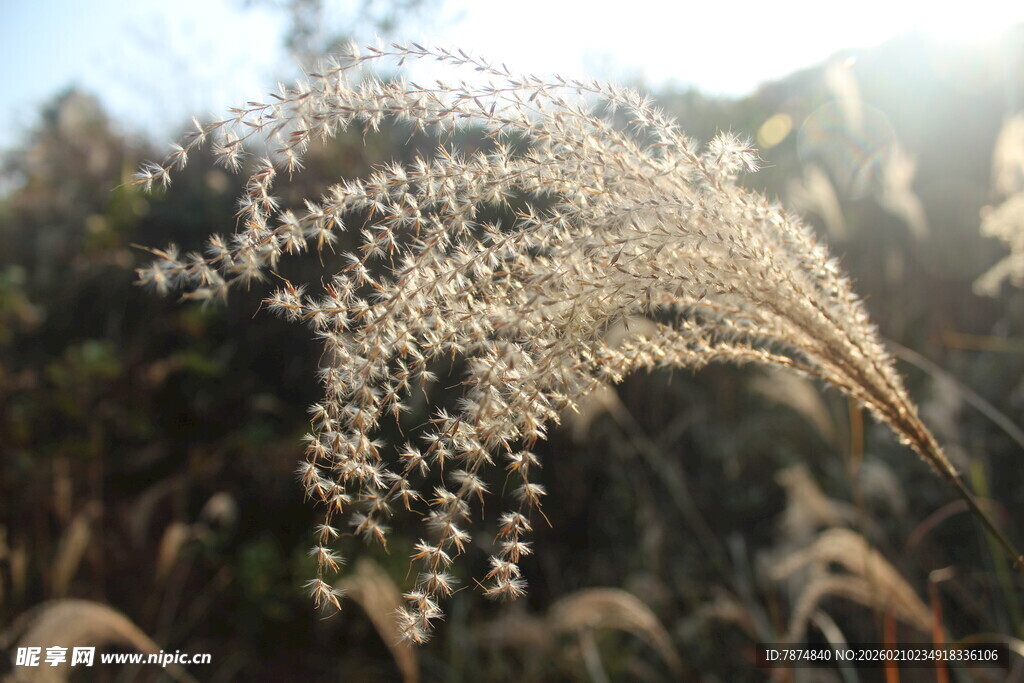婺源阳光下摇曳的轻柔芦苇