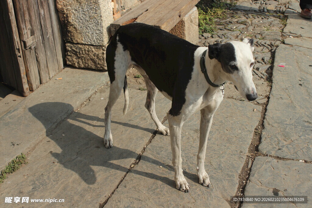 婺源黑白相间的狗站在户外