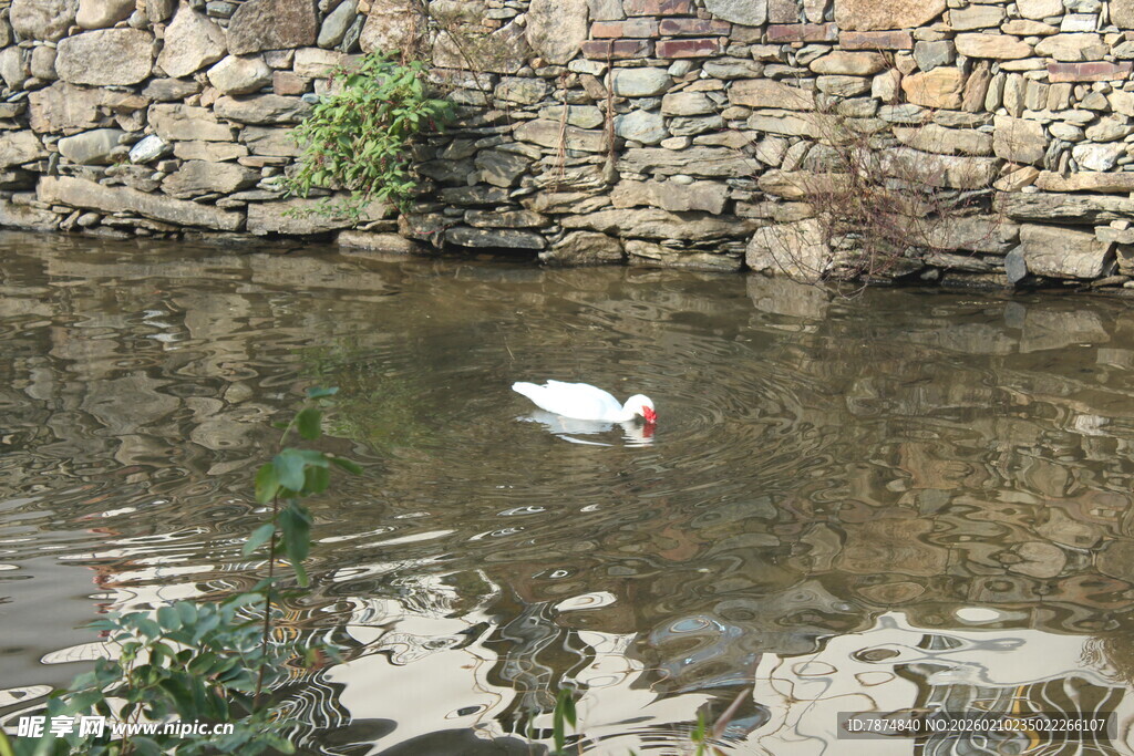 婺源石墙边水中的白色飞鸟