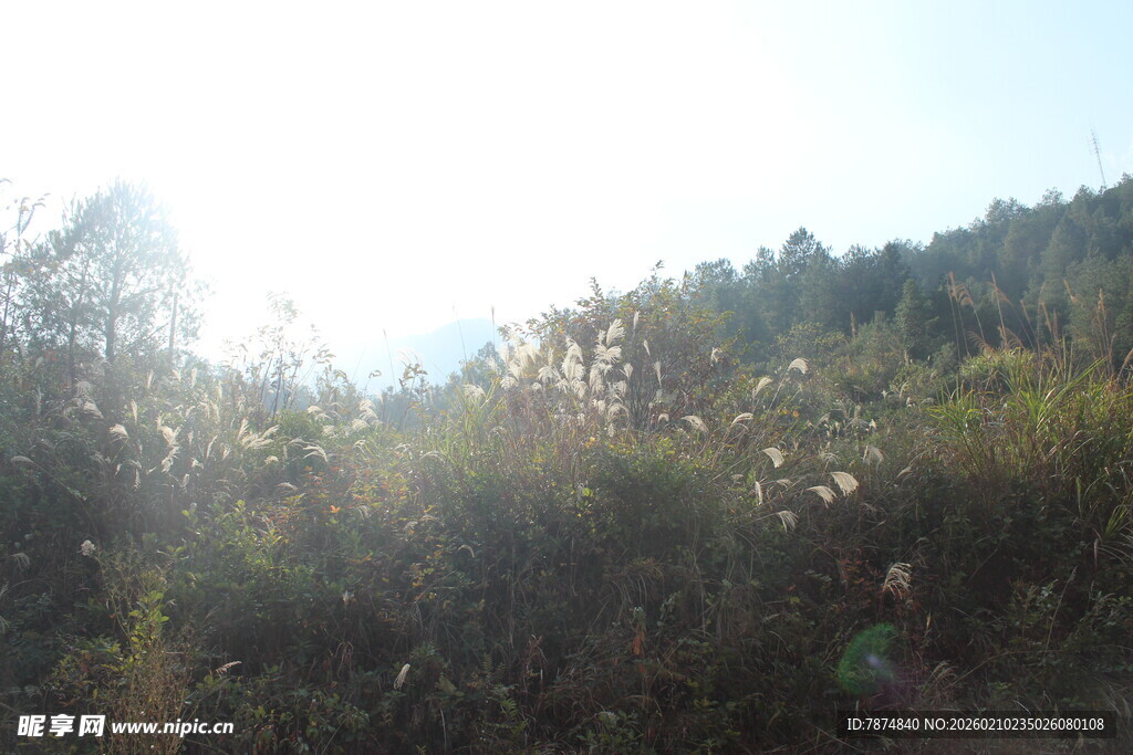 婺源阳光照耀下的茂密山林