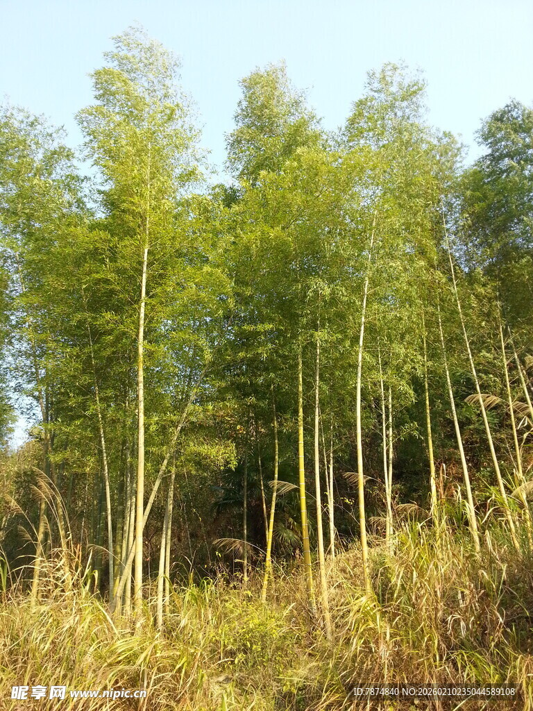 婺源翠绿竹林 尽显自然生机