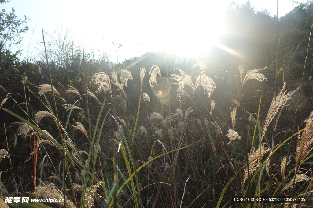 婺源阳光下的芦苇荡