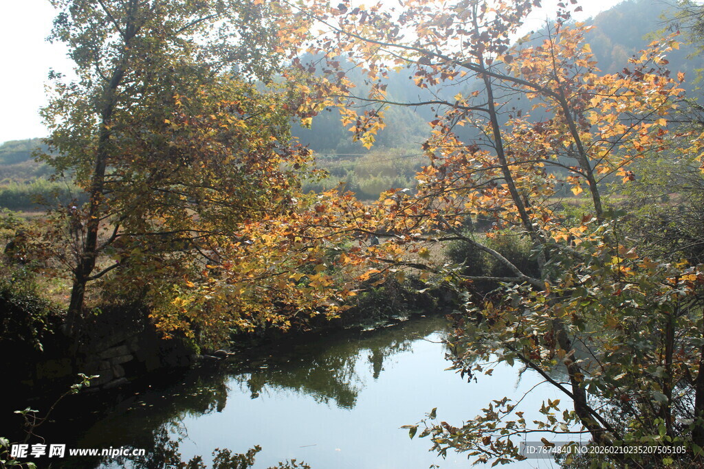 婺源秋日溪边树林美景