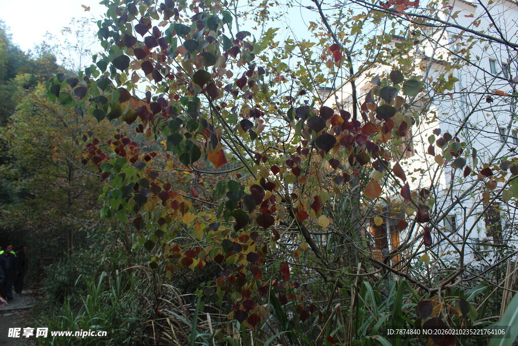 婺源山林间繁茂的多彩植物