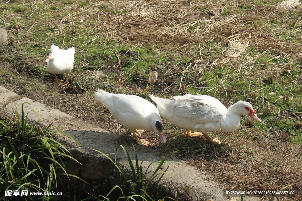 婺源路边行走的几只白鹅