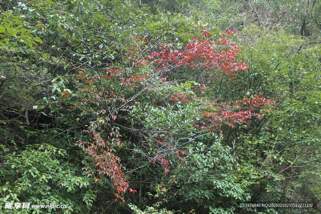 婺源山林间的一抹艳红