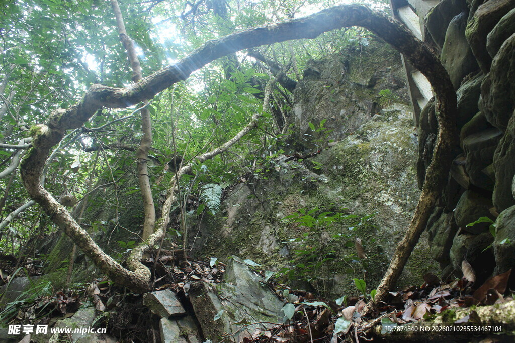 婺源山林中扭曲伸展的奇特树枝